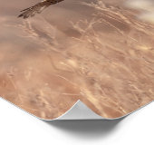 14x11 Northern Harrier Poster (Ecke)