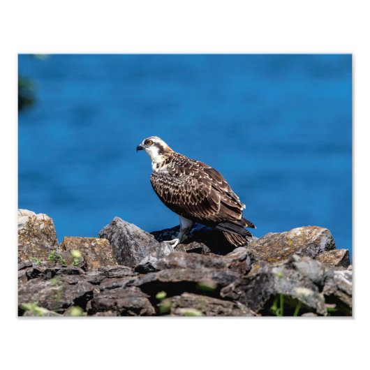 14x11 Osprey auf den Felsen Fotodruck (Vorne)