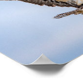 14x11 Osprey kommt für eine Landung Poster (Ecke)