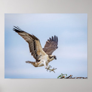 14x11 Osprey kommt für eine Landung Poster
