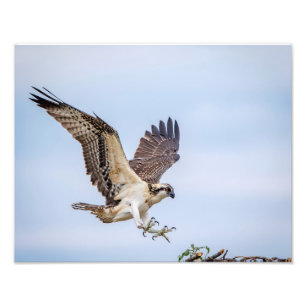 14x11 Osprey Landung im Nest Fotodruck