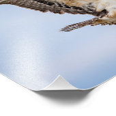 14x11 Osprey Landung im Nest Fotodruck (Ecke)
