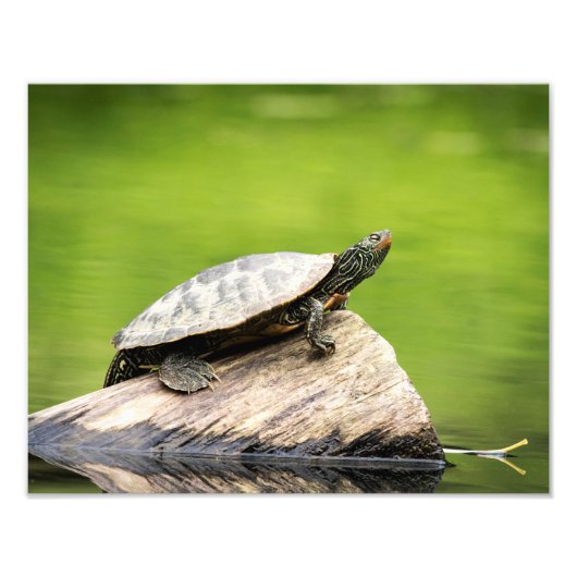 14x11 Painted Turtle on a log Fotodruck (Vorne)