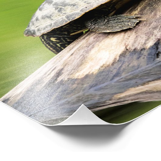 14x11 Painted Turtle on a log Fotodruck (Ecke)