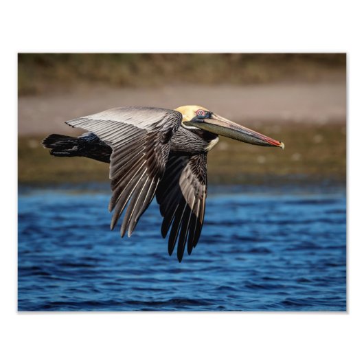14x11 Pelican im Flug Fotodruck (Vorne)