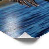 14x11 Pelican im Flug Fotodruck (Ecke)