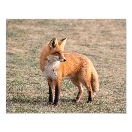 14x11 Red Fox in einem Feld Fotodruck (Vorne)