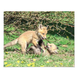 14x11 Red Fox Kits spielen Fotodruck