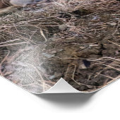 14x11 Red Fox nah und persönlich Fotodruck (Ecke)