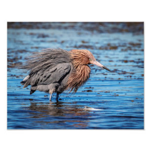 14x11 Reddish Egret am North Beach Fotodruck