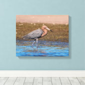 14x11 Reddish Egret am North Beach Leinwanddruck (Insitu (Holzboden))