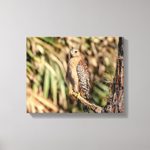 14x11 Roter Schulter-Hawk in einem Baum Leinwanddruck