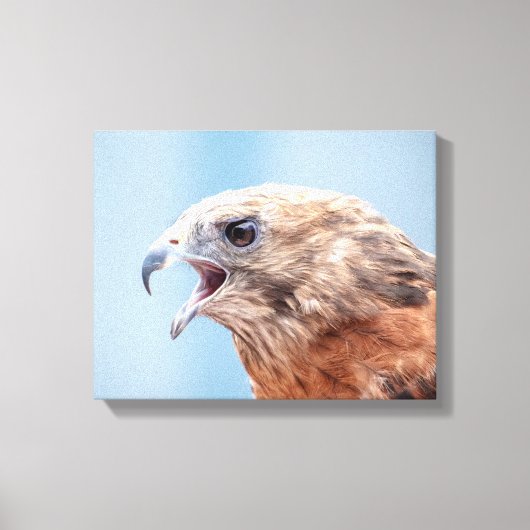 14x11 Roter Schulter-Hawk Leinwanddruck (Vorderseite)