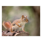 14x11 Rotes Eichhörnchen Fotodruck (Vorne)