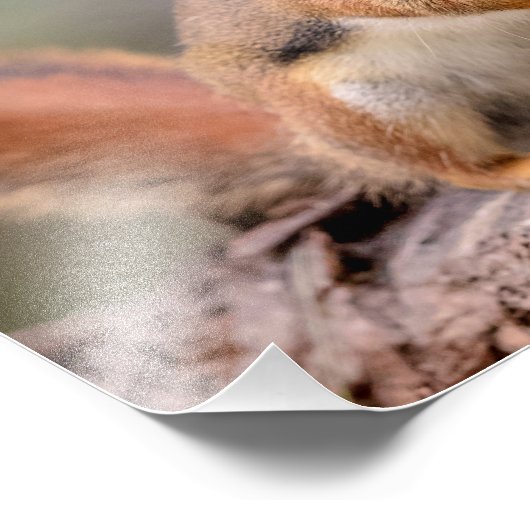 14x11 Rotes Eichhörnchen Fotodruck (Ecke)