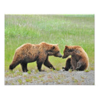 14x11 Satin-Foto von Grizzlybärchen