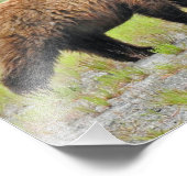 14x11 Satin-Foto von Grizzlybärchen Fotodruck (Ecke)