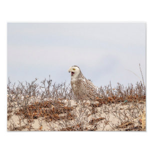 14x11 Schneeeule am Strand Fotodruck