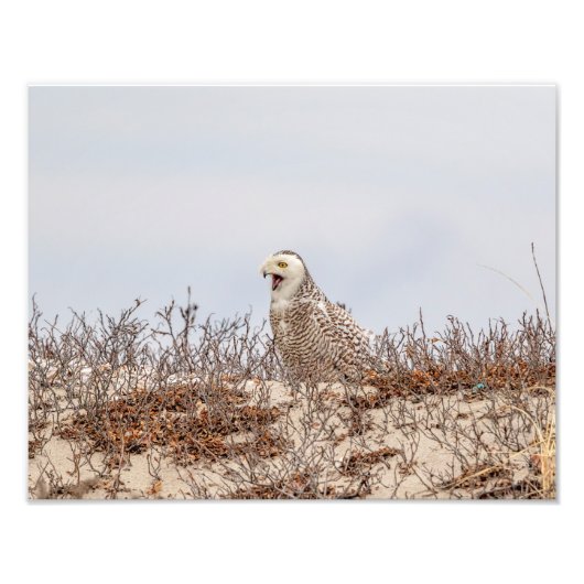 14x11 Schneeeule am Strand Fotodruck (Vorne)