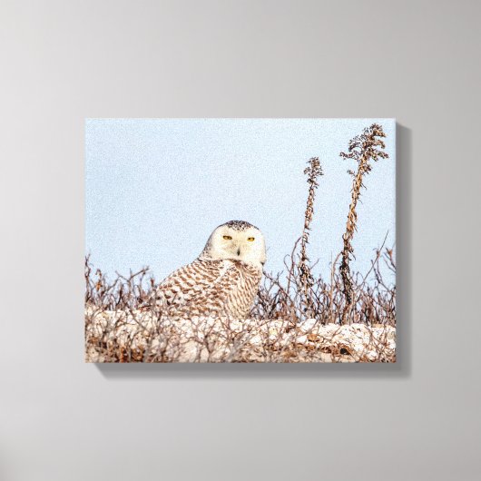 14x11 Schneeeule am Strand Leinwanddruck (Vorderseite)