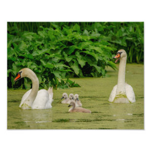14x11 Swan-Familie Fotodruck