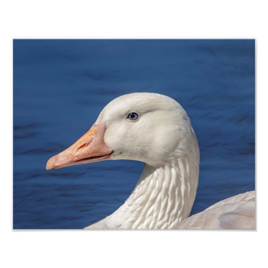 14x11 Weiße Kanadische Gans Fotodruck (Vorne)