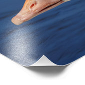 14x11 Weiße Kanadische Gans Fotodruck (Ecke)