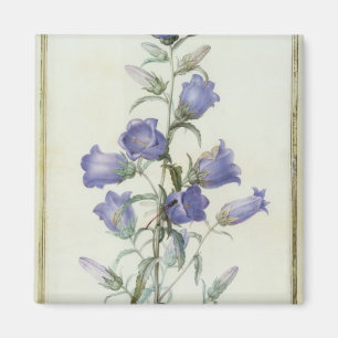 15: Campanula: Medium 1787 Magnet
