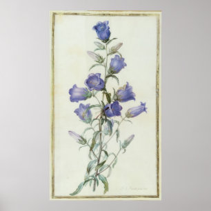 15: Campanula: Medium 1787 Poster