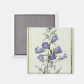 15:Campanula: Mittel 1787 Magnet (Vorderseite/Rückseite)