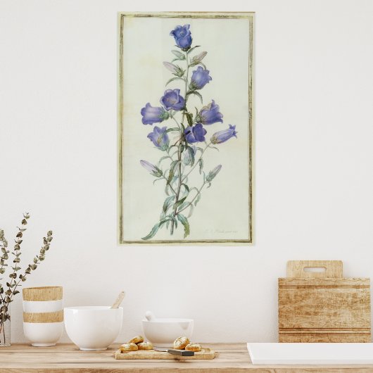 15:Campanula: Mittel 1787 Poster (Küche)