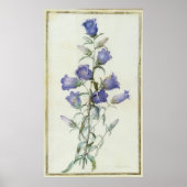 15:Campanula: Mittel 1787 Poster (Vorne)