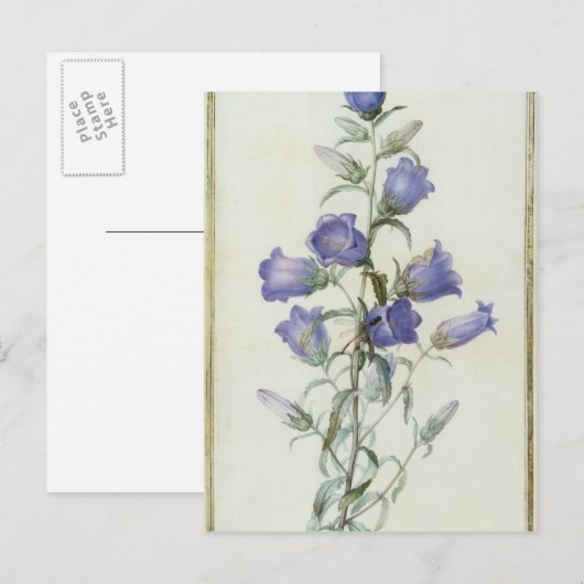15:Campanula: Mittel 1787 Postkarte (Vorne/Hinten)