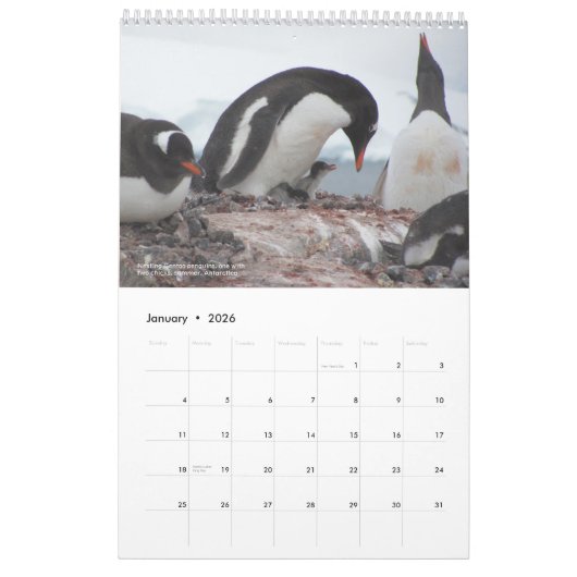15-monatiger Pinguin-Kalender mit Beschreibung 202 Kalender (Jan 2026)