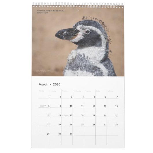15-monatiger Pinguinkalender mit Beschreibung 2025 Kalender (Mär 2026)