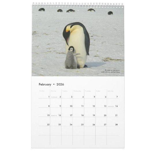 15-monatiger Pinguinkalender mit Beschreibung 2025 Kalender (Feb 2026)