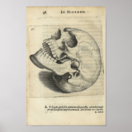 1616 Vintage Schädelanatomie drucken Poster (Vorne)