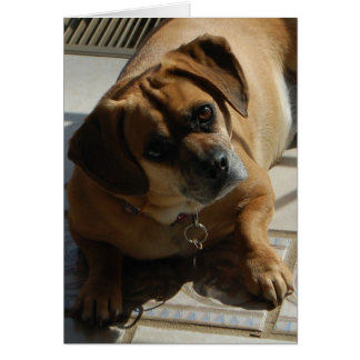 167 Puggle-Karte