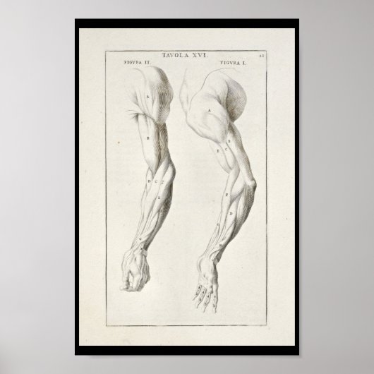 1691 Artistische Anatomie Armmuskeln Art Print Poster (Vorne)