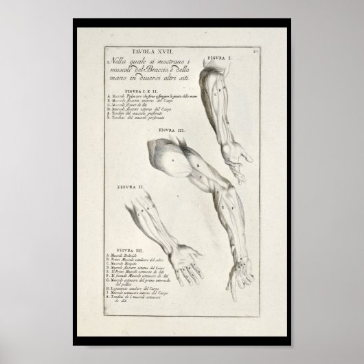 1691 Artistische Anatomie Armmuskeln Art Print Poster (Vorne)