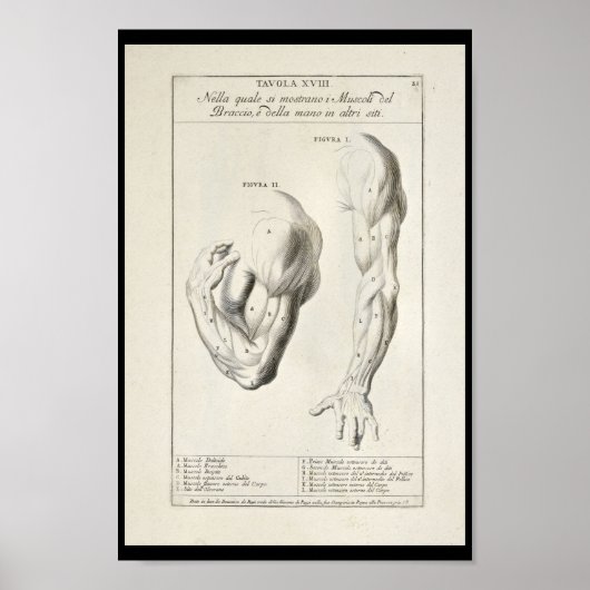 1691 Artistische Anatomie Armmuskeln Art Print Poster (Vorne)