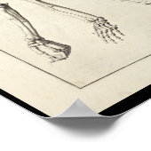 1691 Künstlerische Anatomie Armknochen Kunst druck Poster (Ecke)