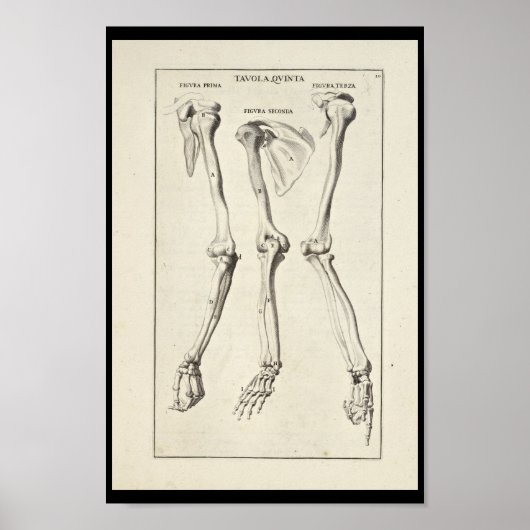 1691 Künstlerische Anatomie Armknochen Kunst druck Poster (Vorne)