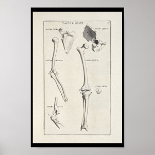 1691 Künstlerische Anatomie Armknochen Kunst druck Poster