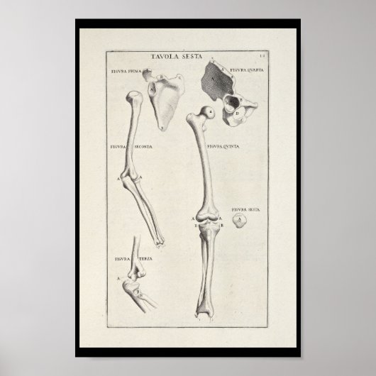 1691 Künstlerische Anatomie Armknochen Kunst druck Poster (Vorne)