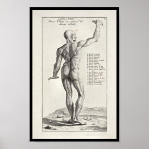 1691 Künstlerische Anatomie Muskeln Körperkunst dr Poster
