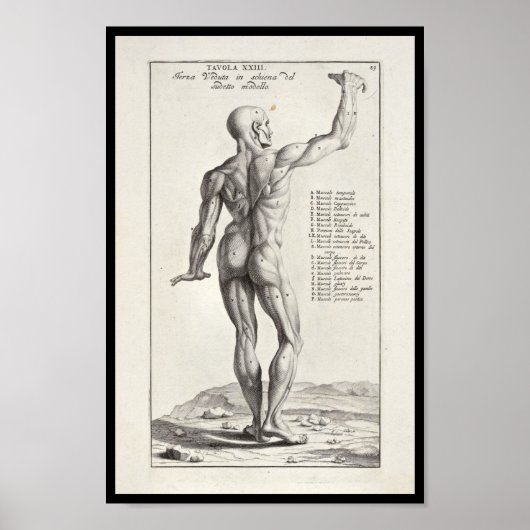 1691 Künstlerische Anatomie Muskeln Körperkunst dr Poster (Vorne)