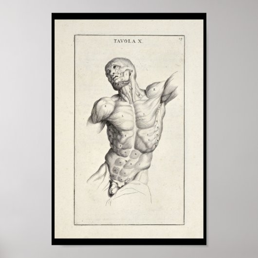 1691 Künstlerische Anatomie Muskeln Torso Art Prin Poster (Vorne)