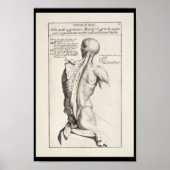 1691 Künstlerische Anatomie Rückmuskeln Kunst druc Poster (Vorne)