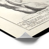 1691 Künstlerische Anatomie Rückmuskeln Kunst druc Poster (Ecke)